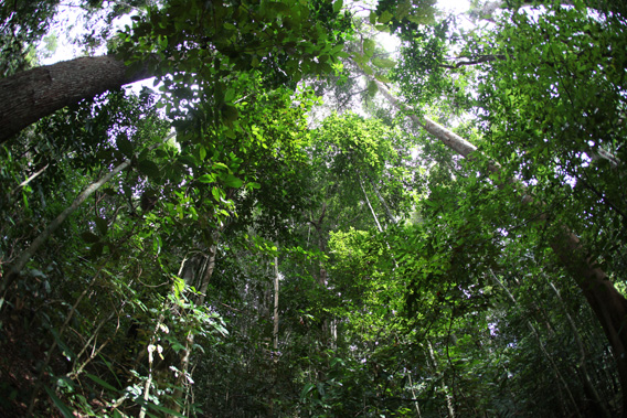 Rainforest Conservation Volunteer Projects